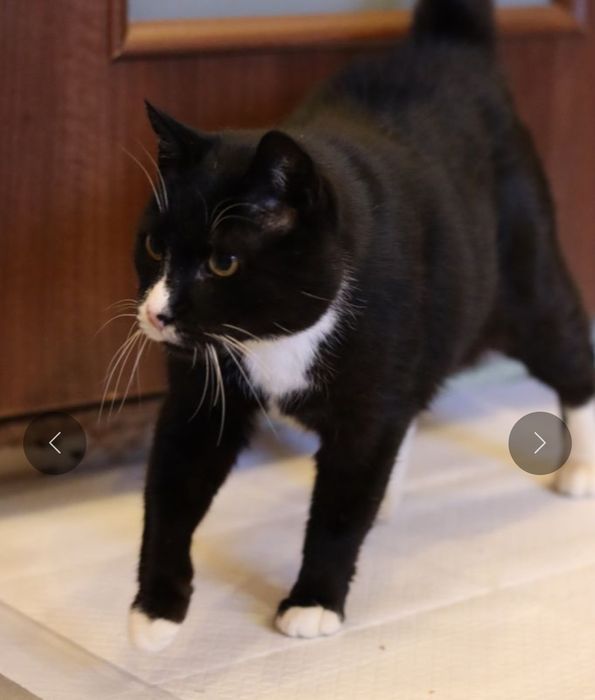 Harry, czy kocurek 8 lat ma szansę na dom?