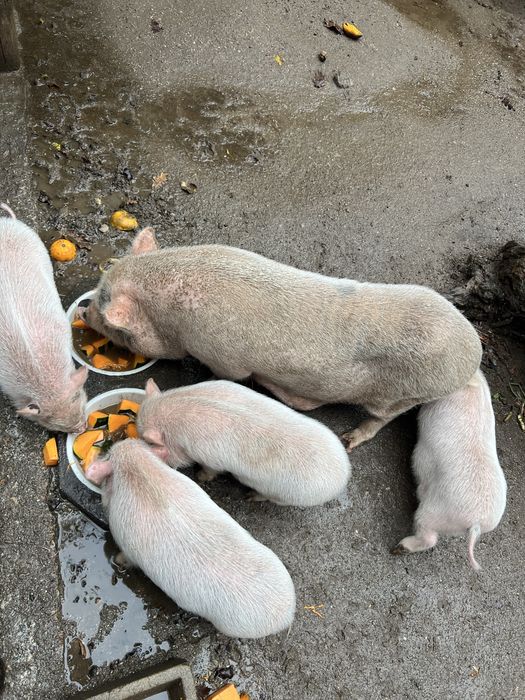 Porco anoes brancos muito bonitos