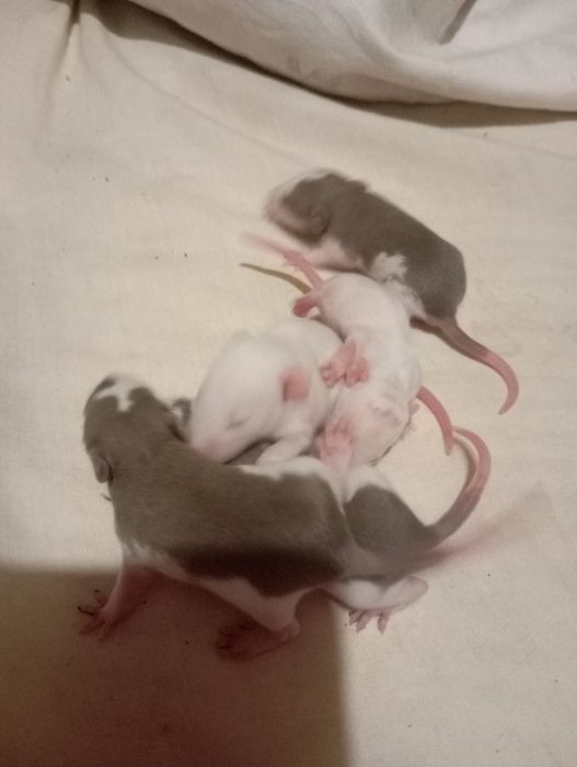 Криси,щури,крисята, пацюки