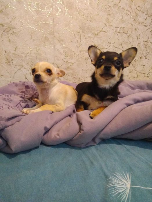 Продам  щенков чихуахуа девочки