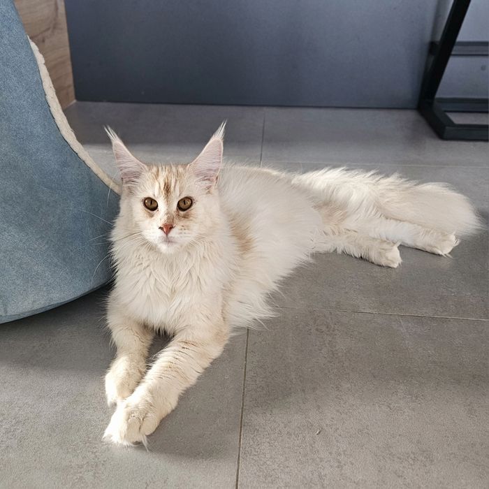 Zibi Maine coon rudy pieszczoch