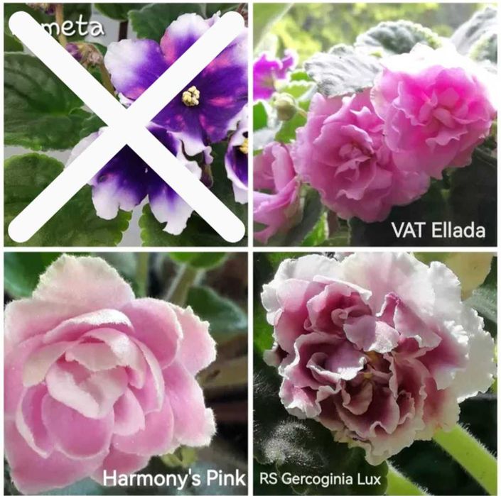 Fiołek afrykański odmianowy, listki