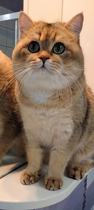 Кот,окраса золотая шиншилла на вязку.