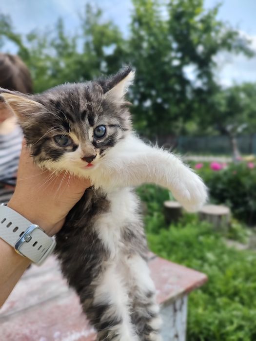 Сибірська кішка у добрі руки