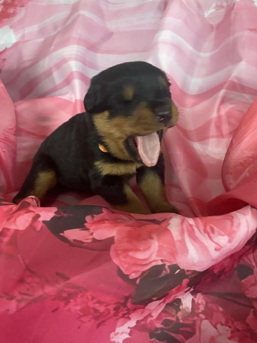 Rottweiler Suczka FCI