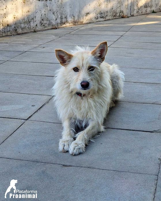 BARONESA - Cadelinha para Adoção