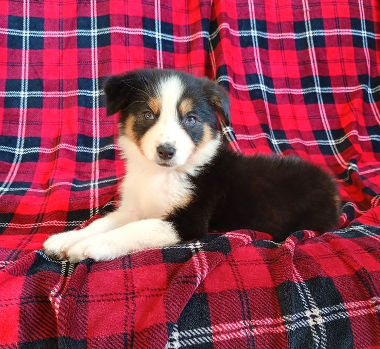 Suczka Border Collie