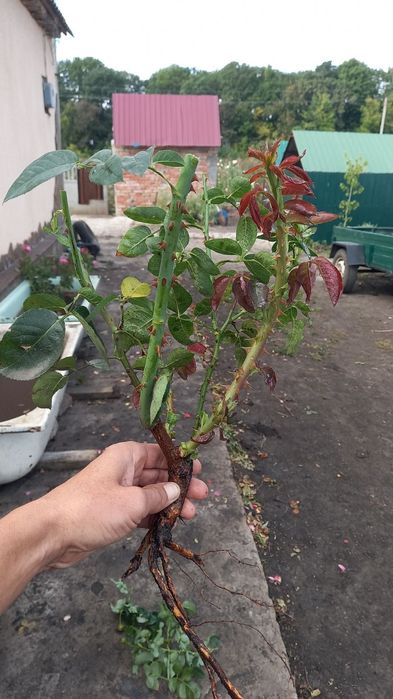 Продам саджанці троянди ( рози)