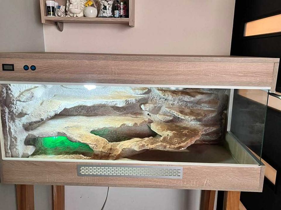 Terarium Agama Brodata Gekon wąż