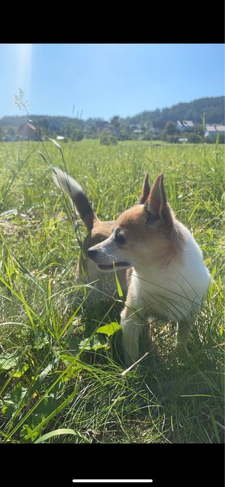 Zaginął mały pies !!