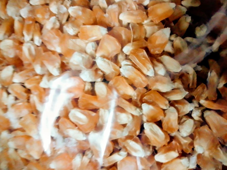 Насіння кукурудзи оверленд.