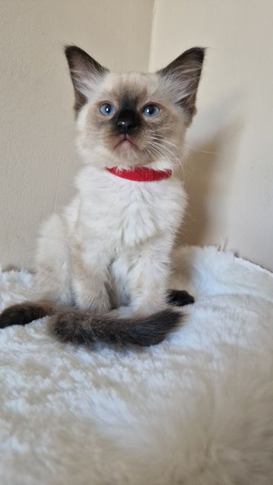 Śliczna kotka ragdoll