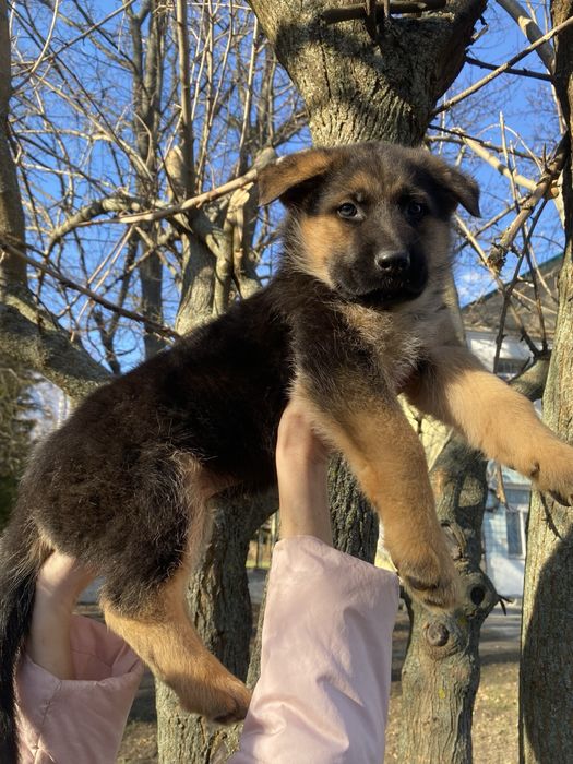 Чистокровные щенки немецкой овчарки