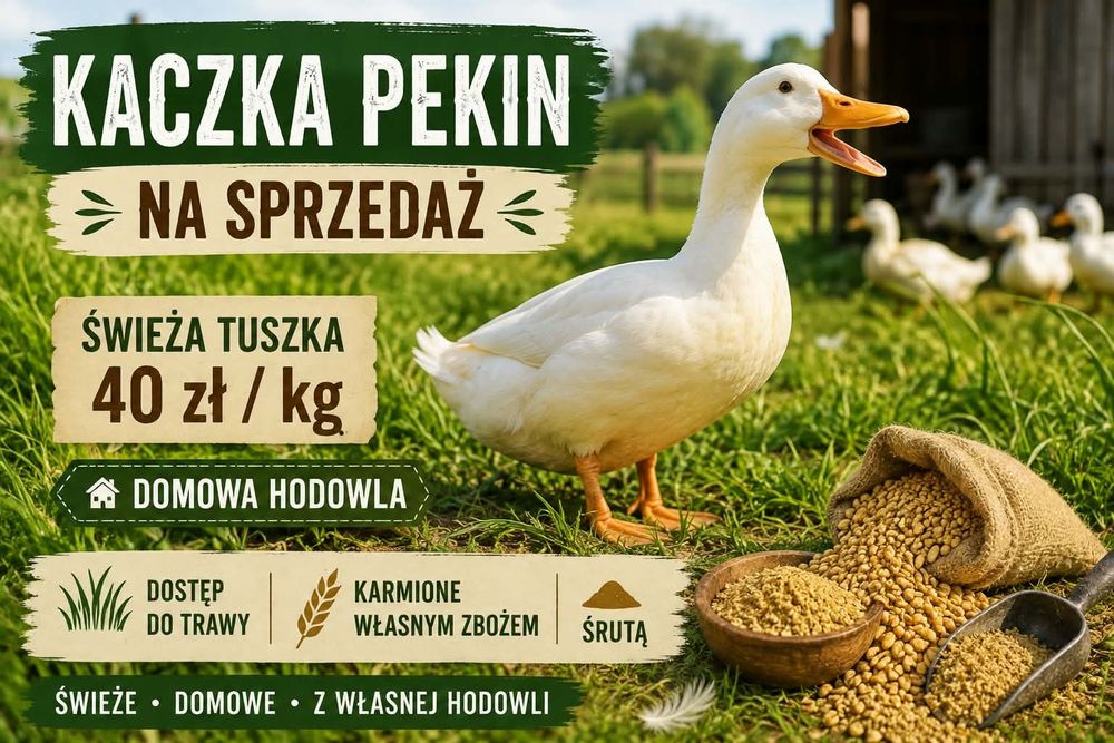 Tuszka kaczki  Pekin