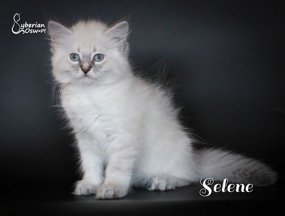 SELENE Neva Blue Lynx Point