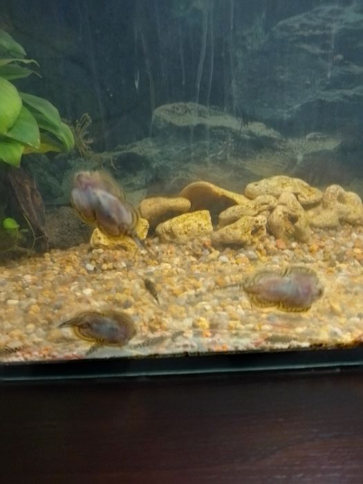 Псевдоскат  севилья