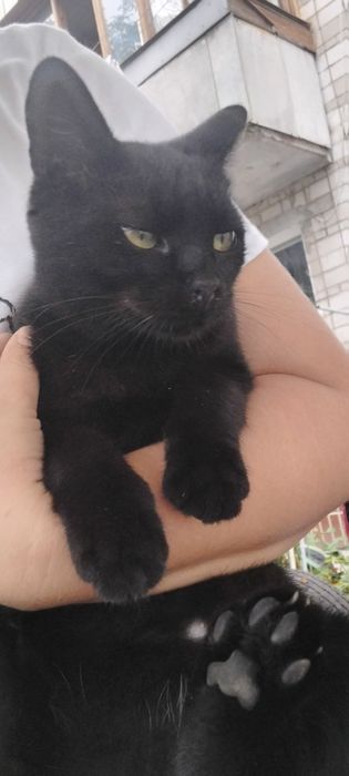 Кошеня в добрі ручки. Котик шукає домівку. Кіт