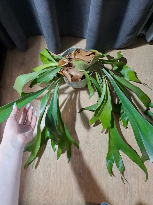 Платицеріум Platycerium