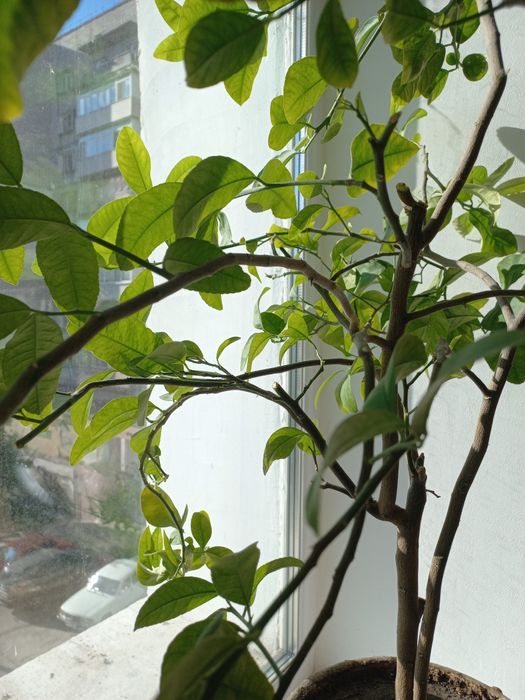 Декоративное лимонное дерево.