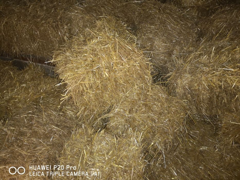 Słoma, bale zbiór 2024