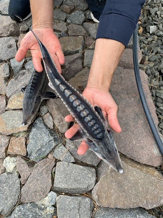 Малек Белуги Каспийской