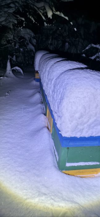 Rodziny pszczele na ramce wielkopolskiej.