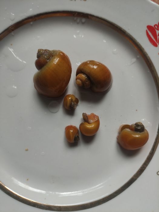 Обменяю ампулярии, рыбок