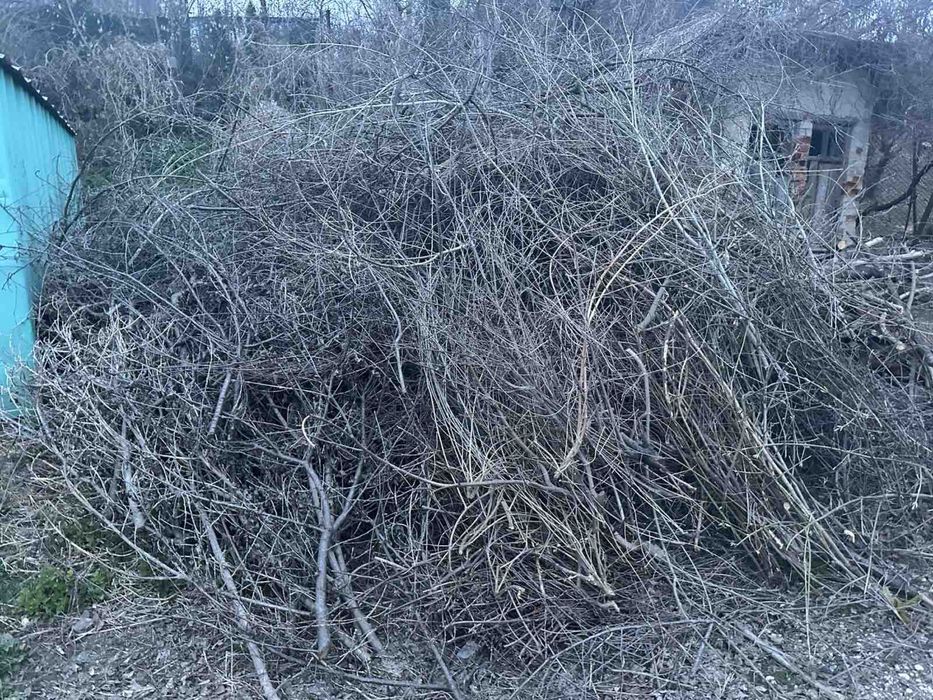 Гілки дерево обрізки