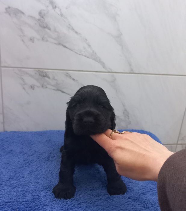 Cocker Spaniel Angielski Piesek