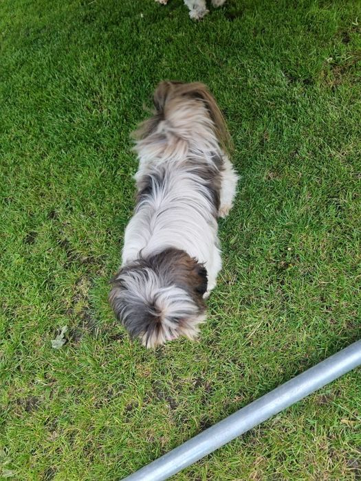 Shih tzu piesek 3 lata