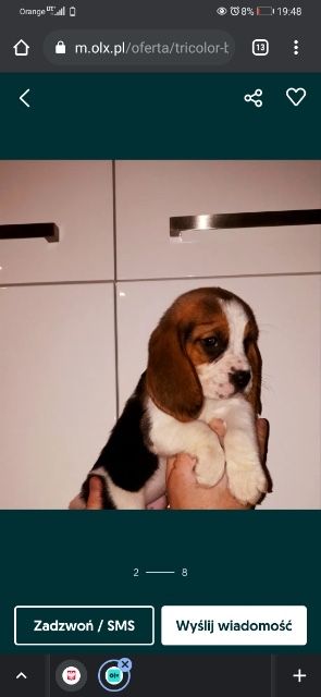 Beagle Tricolor! Szczeniaki z rodowodem!!