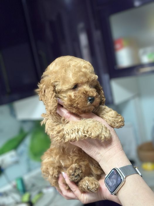 Кукольная мини мальтипу