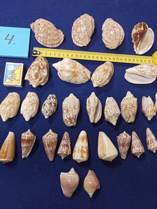 Ракушки морские и океанические