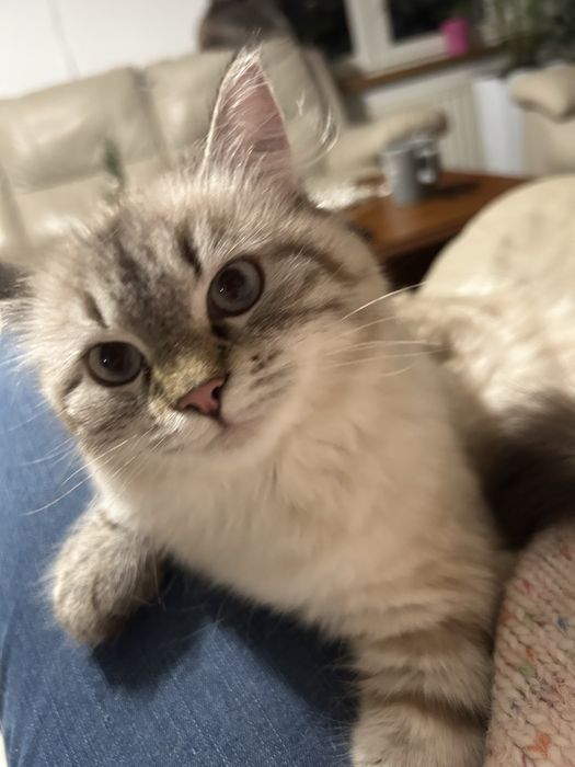 Kot, kotka syberyjska z rodowodem FPL