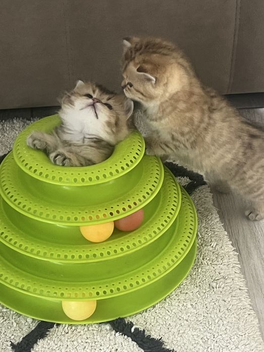 Золота Британська шеншила кошенятка