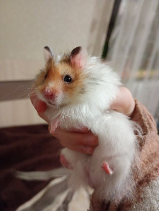 Хом'як королівський пухнастий