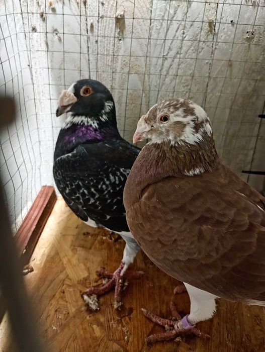 Mam do sprzedania gołębie staropolskie