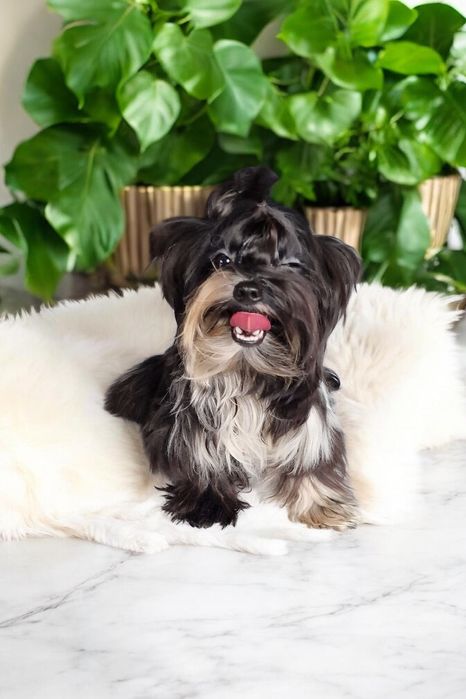 Prawdziwy Micro chłopczyk 1kg Yorkshire Terrier  NAJPIEKNIEJSZY