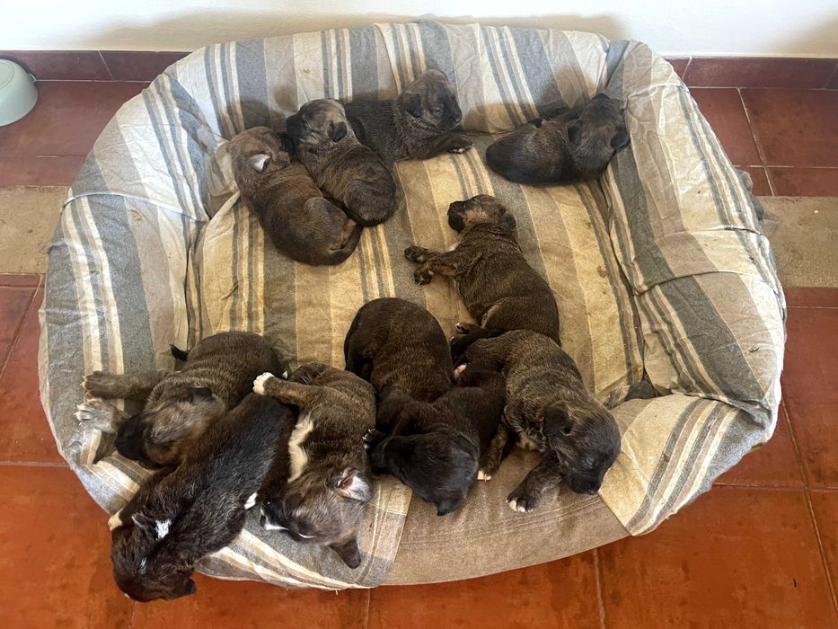 Adoção | 5 Cachorrinhas Arrasado de Fila de São Miguel