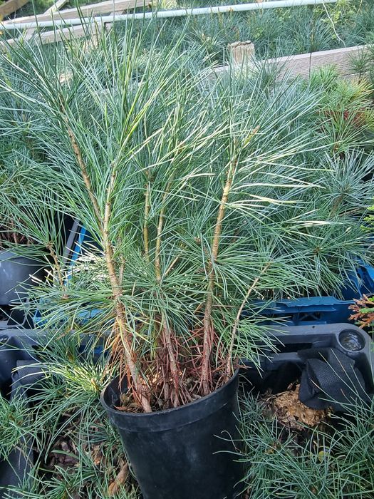 Сосна стобиформтс Pinus strobiformis