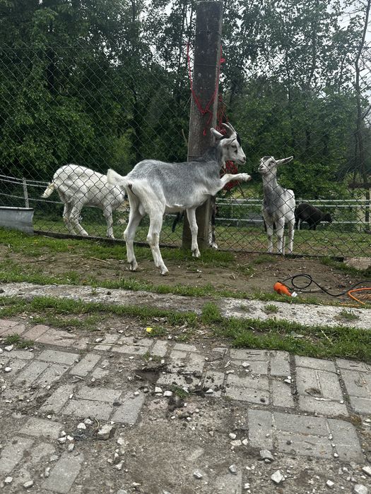 Sprzedam młodego postawnego koziołka po mlecznej mamie.