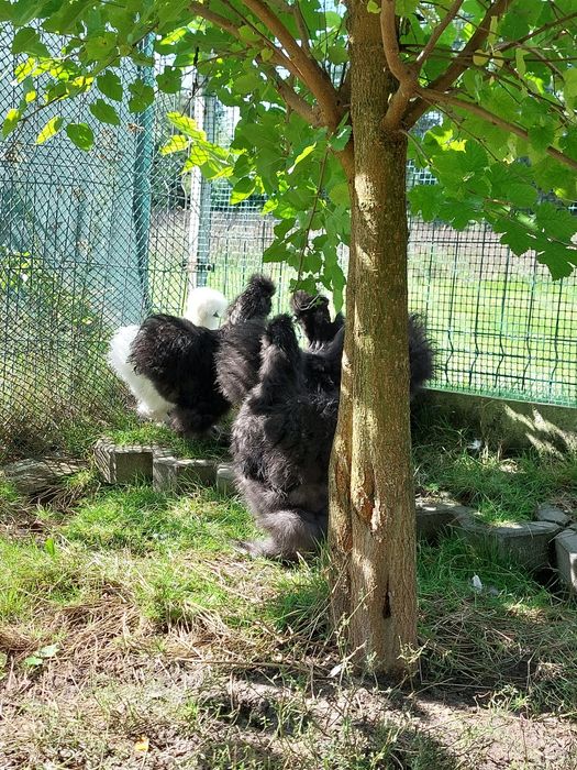 Kogut silka sprzedam