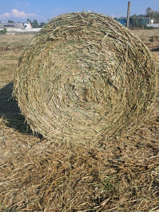 Rolos de azevem de 2025