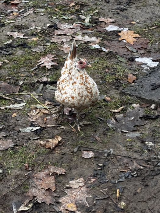 Кури декоративні