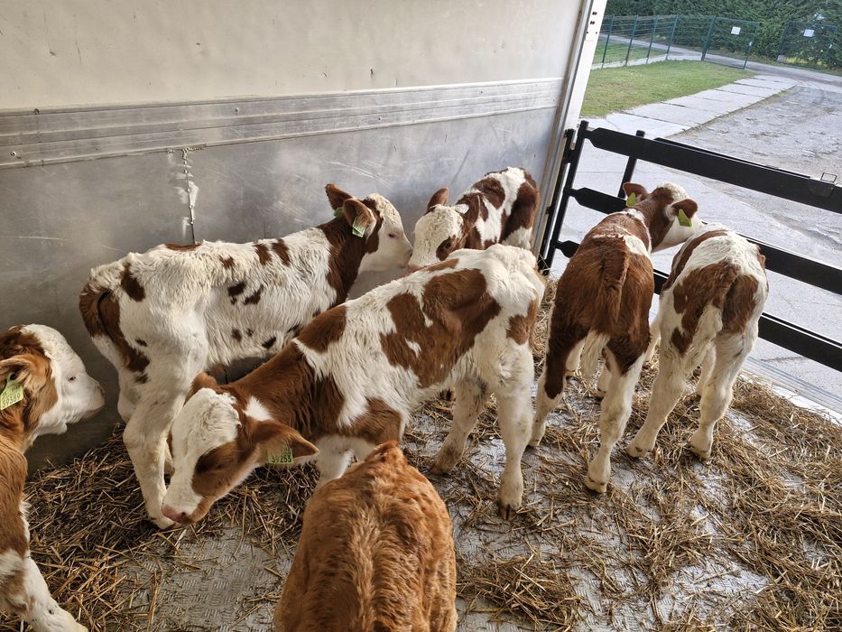 Sprzedam cielaki mięsne