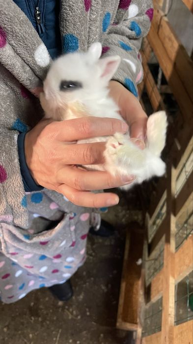 Coelhos anões angora