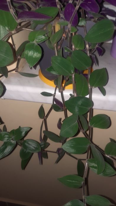 Trzykrotka zapraszam