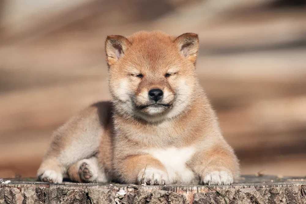 SHIBA INU disponível