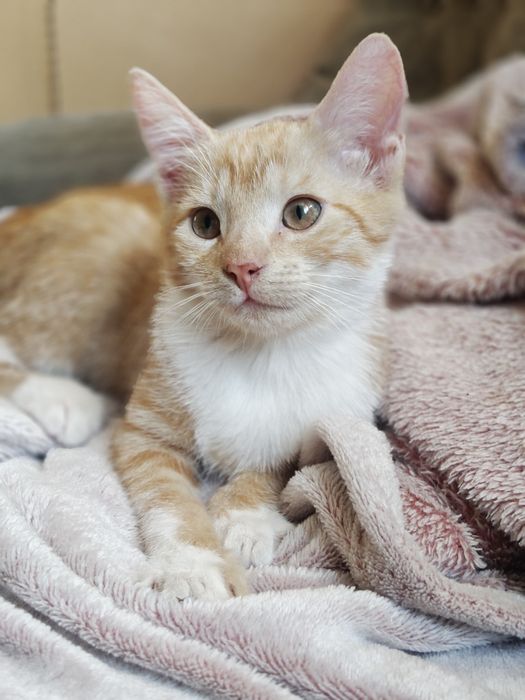 Rude kocięta z domu tymczasowego do adopcji