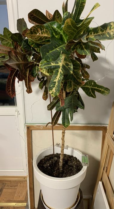 Кротон або кодієум строкатий